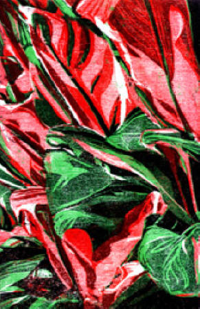 Ti plant III